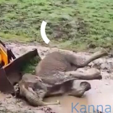 ಬಂಡೀಪುರ: ಕೊಚ್ಚೆಗುಂಡಿಯಲ್ಲಿ ಬಿದ್ದ ಆನೆ ರಕ್ಷಣೆಯ ವಿಡಿಯೋ ವೈರಲ್‌