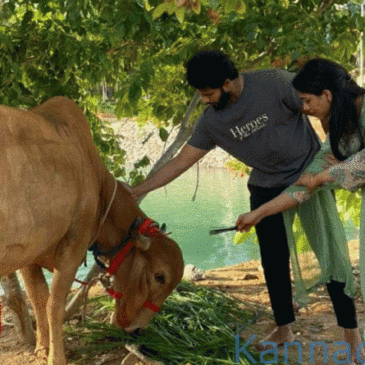 ಬಸವಜಯಂತಿಯಂದು ನಾಲ್ಕು ದೇಸಿ ತಳಿ ಹಸು ಬರಮಾಡಿಕೊಂಡ ಎಚ್‌ಡಿಕೆ ಕುಟುಂಬ
