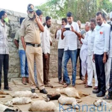 ಚಿತ್ತಾಪುರ: ನಾಯಿ ಕಡಿತಕ್ಕೆ 30 ಕುರಿಗಳ ಸಾವು