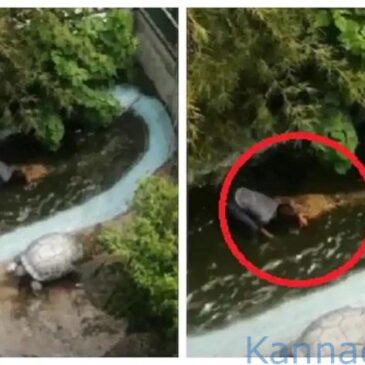 ಮೊಸಳೆ ಪ್ರತಿಮೆ ಎಂದು ಭಾವಿಸಿ ನೀರಿಗಿಳಿದ ವ್ಯಕ್ತಿ ಮೇಲೆ ಮೊಸಳೆ ದಾಳಿ, ತೋಳಿಗೆ ಗಾಯ..ದೃಶ್ಯ ವಿಡಿಯೊದಲ್ಲಿ ಸೆರೆ