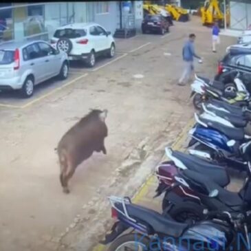 ಮಂಗಳೂರು ನಗರದೊಳಗೇ ಬಂದ ಕಾಡು ಹಂದಿ….ಕಾರು ಶೋರೂಮ್ ಸಿಬ್ಬಂದಿ ಮೇಲೆ ದಾಳಿ..ವಿಡಿಯೊದಲ್ಲಿ ದೃಶ್ಯ ಸೆರೆ