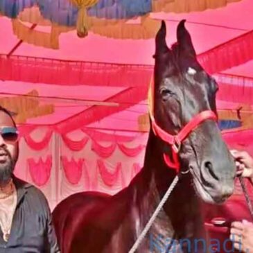 5 ಕೋಟಿ ರೂ.ಗಳಿಗೆ ಮಾರಾಟವಾಗುತ್ತಿರುವ ‘ರಾವಣ’ ಎಂಬ ಕುದುರೆ.. ಇದರ ಬೆಲೆ‌ ಮುಂದೆ ಸೋತ ಮರ್ಸಿಡಿಸ್ ಬೆಂಜ್..!
