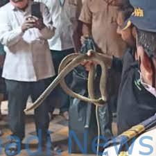 ಬಾಂಬೆ ಹೈಕೋರ್ಟ್ ನ್ಯಾಯಮೂರ್ತಿಗಳ ಕೊಠಡಿಯಲ್ಲಿ ಹಾವು ಪ್ರತ್ಯಕ್ಷ..ವೀಕ್ಷಿಸಿ