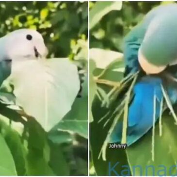 ಎಲೆ-ಕಾಂಡಗಳಿಂದ ಗೂಡು ಕಟ್ಟುವ ಈ ಹಕ್ಕಿಯ ನೈಪುಣ್ಯಕ್ಕೆ ತಲೆಬಾಗಿದ ನೆಟ್ಟಿಗರು..! ವೀಕ್ಷಿಸಿ