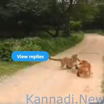 ತಿರುಗಿ ಬಿದ್ದ ನಾಯಿ.. ದಾಳಿ ಮಾಡಿದ ಚಿರತೆಯೇ ಪರಾರಿ..! ದೃಶ್ಯ ವಿಡಿಯೊದಲ್ಲಿ ಸೆರೆ