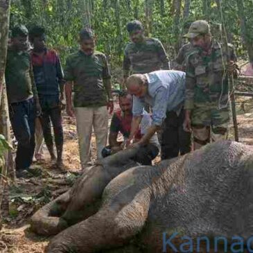 ಕುಶಾಲನಗರ: ಕೆಸರಲ್ಲಿ ಸಿಲುಕಿದ್ದ ಕಾಡಾನೆ ರಕ್ಷಣೆ