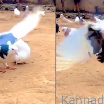 ಈ ಪಾರಿವಾಳವು  ಉಲ್ಟಾ ಪಲ್ಟಿ ಹೊಡೆಯುತ್ತದೆ…! ಇಂಟರ್ನೆಟ್  ದಿಗ್ಭ್ರಮೆ | ವೀಕ್ಷಿಸಿ