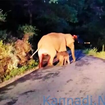 ಆನೆ ಹೆರಿಗೆಗೆ ಹೆದ್ದಾರಿಯೇ ಒಂದು ತಾಸು ಬಂದ್ !