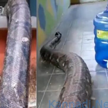 ಬೃಹತ್ ಹೆಬ್ಬಾವು ಮನೆಗೆ ಪ್ರವೇಶಿಸುವುದನ್ನು ತೋರಿಸುವ ಕ್ಲೋಸ್-ಅಪ್ ವೀಡಿಯೊ : ಇದು ನಿಜವೇ ಎಂದು ಪ್ರಶ್ನಿಸಿದ ಇಂಟರ್ನೆಟ್ | ವೀಕ್ಷಿಸಿ