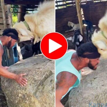 ಫಿಟ್‌ನೆಸ್ ತರಬೇತಿಗಾಗಿ ಮೇಕೆಯೊಂದಿಗೆ ತಲೆಗೆ ತಲೆ ಕೊಟ್ಟು ಹೋರಾಡಿದ ವ್ಯಕ್ತಿ…ಗೆದ್ದವರು ಯಾರು..? | ವೀಕ್ಷಿಸಿ