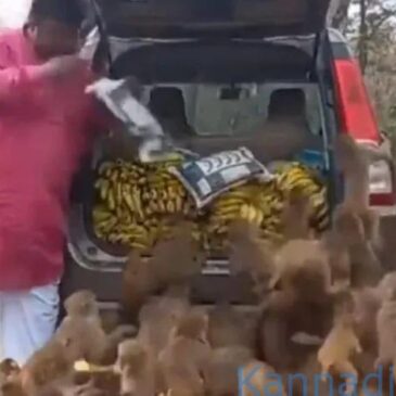 ಮನುಷ್ಯ ಮಂಗಗಳ ಬೃಹತ್‌ ಗುಂಪಿಗೆ  ಬಾಳೆಹಣ್ಣಿನ ಔತಣ ನೀಡಿದ ವ್ಯಕ್ತಿ | ವೀಕ್ಷಿಸಿ