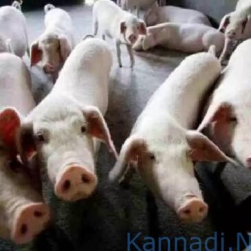ಕೇರಳದ ವಯನಾಡಿನಲ್ಲಿ ಆಫ್ರಿಕನ್ ಹಂದಿ ಜ್ವರ  ದೃಢ : ಹಂದಿಗಳನ್ನು ಕೊಲ್ಲಲು ಆದೇಶ