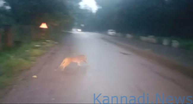 ಬೆಳಗಾವಿಯಲ್ಲಿ ಮತ್ತೆ ಚಿರತೆ ಪ್ರತ್ಯಕ್ಷ: ಇಂದು 22 ಶಾಲೆಗಳಿಗೆ ರಜೆ ಘೋಷಣೆ | ವೀಕ್ಷಿಸಿ