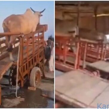 ಎತ್ತು ಬಳಸಿ ಪಂಪ್‌ನಿಂದ ತೋಟಕ್ಕೆ ನೀರು ಹಾಯಿಸಿದ ಈ ರೈತ; ಭಾರೀ ವೈರಲ್ ವೀಡಿಯೊಕ್ಕೆ ಪ್ರಶಂಸೆ-ಟೀಕೆ | ವೀಕ್ಷಿಸಿ