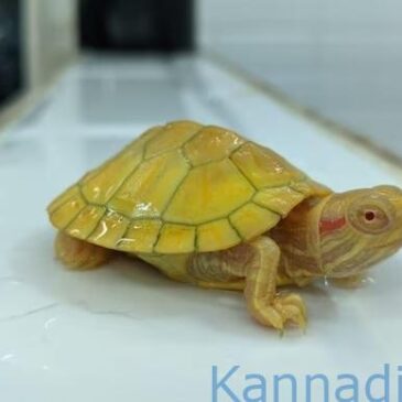 ಥಾಯ್ಲೆಂಡ್‌ನಿಂದ ಕಳ್ಳಸಾಗಣೆಯಾಗುತ್ತಿದ್ದ 306 ಜೀವಂತ ವಿದೇಶಿ ಪ್ರಾಣಿಗಳನ್ನು ವಶಪಡಿಸಿಕೊಂಡ ಡಿಆರ್‌ಐ
