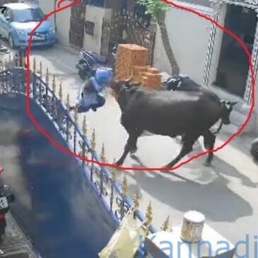 ಭಯಾನಕ ವೀಡಿಯೊ…| ಮನೆಗೆ ಹಿಂದಿರುಗುತ್ತಿದ್ದ ಶಾಲಾ ಬಾಲಕಿ ಮೇಲೆ ಪದೇಪದೇ ದಾಳಿ ಮಾಡಿದ ಹಸು : ಬೊಬ್ಬೆ ಹೊಡೆದ್ರೂ ಬಿಡದ ಆಕಳು