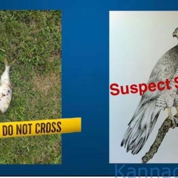 ನಿಗೂಢವಾಗಿ ಆಕಾಶದಿಂದ ಕೆಳಗೆ ಬಿದ್ದ ದೊಡ್ಡ ಮೀನು : ಅಮೆರಿಕ ಪಟ್ಟಣದಲ್ಲಿ ವಿದ್ಯುತ್ ಸ್ಥಗಿತ… !