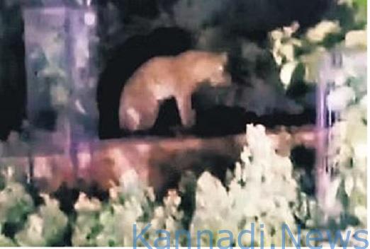 ತಿರುಪತಿ ಬೆನ್ನಲ್ಲೇ ಈಗ ಶ್ರೀಶೈಲಂನಲ್ಲೂ ಚಿರತೆ ಭೀತಿ