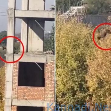 ಸೂಪರ್‌ ಶ್ವಾನ…:  ಐದನೇ ಮಹಡಿಯಿಂದ ಕೆಳಕ್ಕೆ ಜಿಗಿದ ನಾಯಿ ; ಮುಂದೇನಾಯ್ತು ನೋಡಿ