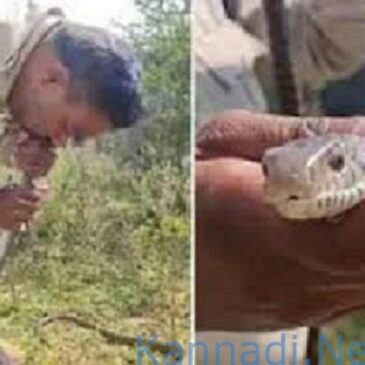 ವೀಡಿಯೊ: ಪ್ರಜ್ಞೆತಪ್ಪಿದ ಹಾವಿನ  ಬಾಯಿಗೆ ಬಾಯಿ ಇಟ್ಟು ಉಸಿರು ನೀಡಿದ ಪೊಲೀಸ್‌ ಸಿಬ್ಬಂದಿ ; ಬದುಕಿದ ಹಾವು | ವೀಕ್ಷಿಸಿ