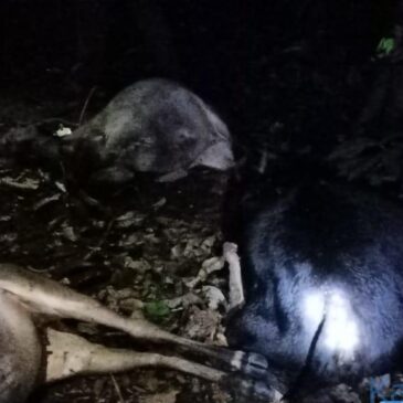 ಸಿದ್ದಾಪುರ : ಸಿಡಿಲು ಬಡಿದು 7 ಹಸುಗಳು ಸಾವು