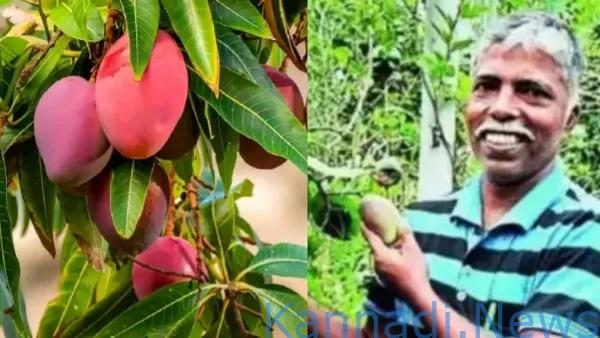 ಟೆರೇಸ್‌ ಮೇಲೆ ವಿಶ್ವದ ಅತ್ಯಂತ ದುಬಾರಿ ಮಾವಿನ ಹಣ್ಣು ಬೆಳೆದ ಉಡುಪಿಯ ರೈತ…ಇದರ ಬೆಲೆ ಕೆ.ಜಿ.ಗೆ ₹3 ಲಕ್ಷ…!