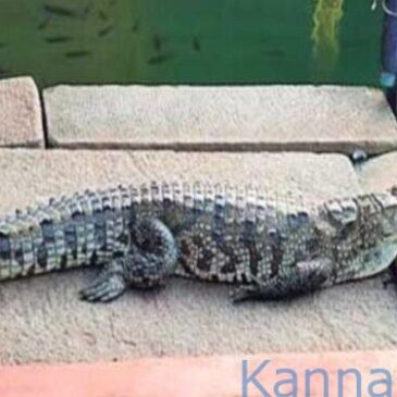 ಕಾಸರಗೋಡು:  ಸಂಪೂರ್ಣ ದರ್ಶನ ನೀಡಿದ ಅನಂತಪುರ ದೇವಸ್ಥಾನದ ಮೊಸಳೆ ಮರಿ ಬಬಿಯಾ