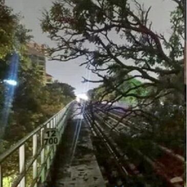 ಬೆಂಗಳೂರಲ್ಲಿ ಬಿರುಗಾಳಿ ಸಹಿತ ಧಾರಾಕಾರ ಮಳೆ ; ನಮ್ಮ ಮೆಟ್ರೋ ಹಳಿ ಮೇಲೆ ಬಿದ್ದ ಮರ