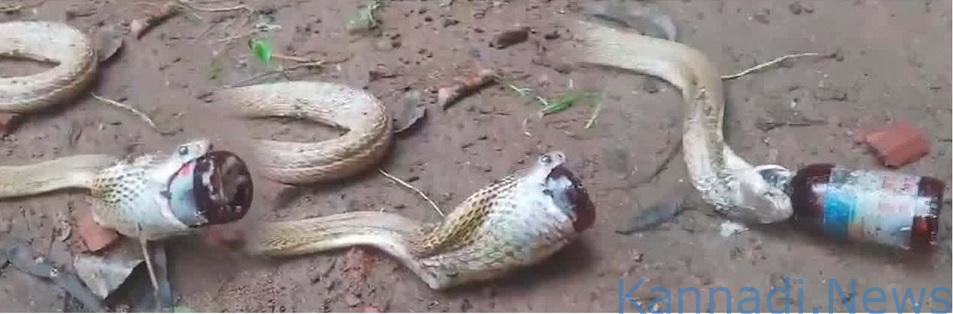 ವೀಡಿಯೊ..| ಕೆಮ್ಮಿನ ಸಿರಪ್ ಬಾಟಲಿ ನುಂಗಿದ ನಾಗರಹಾವು; ಅದನ್ನು ರಕ್ಷಿಸಿದ್ದು ಹೇಗೆ..? ವೀಕ್ಷಿಸಿ