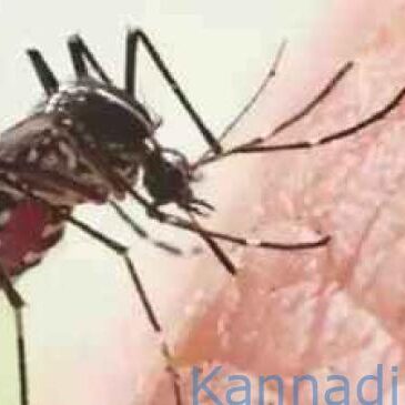 ರಾಜ್ಯದಲ್ಲಿ ‘ಡೆಂಗೆ’ ಹೆಚ್ಚಳ ; ಎಲ್ಲ ಶಾಲೆಗಳಿಗೆ ಮಾರ್ಗಸೂಚಿ ಪ್ರಕಟ