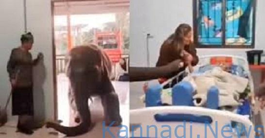 ವೀಡಿಯೊ..| ಅನಾರೋಗ್ಯ ಪೀಡಿತ ತನ್ನ ʼಕೇರ್‌ ಟೇಕರ್‌ʼ ನೋಡಲು ಆಸ್ಪತ್ರೆಗೆ ಬಂದ ಆನೆ : ಅದು ಮಂಡಿಯೂರಿ  ತೋರಿದ ಪ್ರೀತಿ ಭಾವುಕರನ್ನಾಗಿಸದೇ ಇರದು