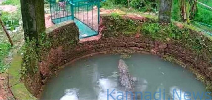 ನಾಗೂರು : ಮನೆಯ ಬಾವಿಯಲ್ಲಿ ಬೃಹತ್ ಮೊಸಳೆ ಪ್ರತ್ಯಕ್ಷ…!
