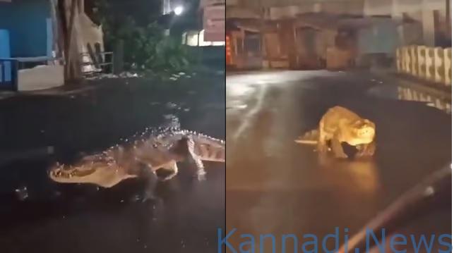 ವೀಡಿಯೊ…| ಭಾರೀ ಮಳೆ : ವಾಹನದಟ್ಟಣೆ ರಸ್ತೆ ಮೇಲೆ ಓಡಾಡಿದ 8 ಅಡಿ ಉದ್ದದ ಮೊಸಳೆ…