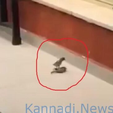 ಪ್ರಕೃತಿ ವಿಸ್ಮಯ | ಕುಸಿದುಬಿದ್ದು ಶವದಂತಾಗಿದ್ದ ಸಂಗಾತಿಗೆ ‘ಸಿಪಿಆರ್’ ತರಹದ ಟೆಕ್ನಿಕ್‌ ಮೂಲಕ ಬದುಕಿಸಿದ ಗುಬ್ಬಚ್ಚಿ…!! ಮನಮಿಡಿಯುವ ವೀಡಿಯೊ ವೈರಲ್