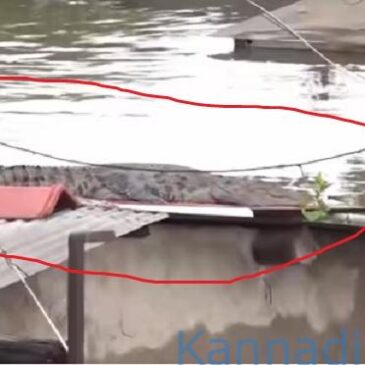 ವೀಡಿಯೊ | ಭಾರಿ ಮಳೆ ; ಜಲಾವೃತಗೊಂಡ ಮನೆ ಮೇಲೆ ಮೊಸಳೆ ಪ್ರತ್ಯಕ್ಷ….!