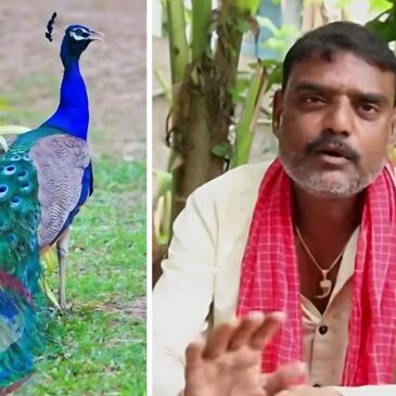 ʼನವಿಲು ಕರಿʼ ವೀಡಿಯೊ ವೈರಲ್‌ ಆದ ನಂತರ ತೆಲಂಗಾಣ ಯೂ ಟ್ಯೂಬರ್ ಬಂಧನ