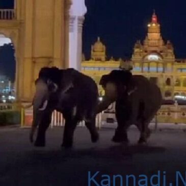 ವೀಡಿಯೊ..| ಮೈಸೂರು ದಸರಾ ಆನೆಗಳ ನಡುವೆ ಗುದ್ದಾಟ ; ದಿಕ್ಕಾಪಾಲಾಗಿ ಓಡಿದ ಜನ