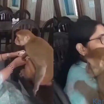 ಅಪರೂಪದ ವೀಡಿಯೊ..| ರಾಮ ಭಜನೆ ಹಾಡುತ್ತಿದ್ದ ಮಹಿಳೆಯನ್ನು ತಬ್ಬಿಕೊಂಡ ಕೋತಿ…!