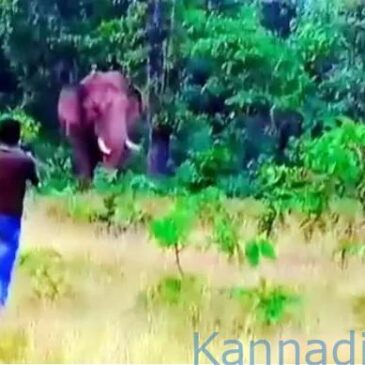 ಸೆಲ್ಫಿ ತೆಗೆಯಲು ಹೋಗಿ ಕಾಡಾನೆಯಿಂದ ಸಾವಿಗೀಡಾದ ಯುವಕ…!