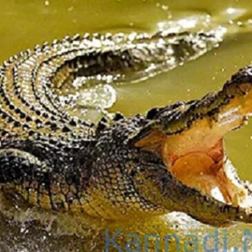 ಬೀಳಗಿ : ಮೊಸಳೆ ದಾಳಿಯಿಂದ ಮಾಲೀಕನ ಪ್ರಾಣ ಉಳಿಸಿದ ಎತ್ತು…!