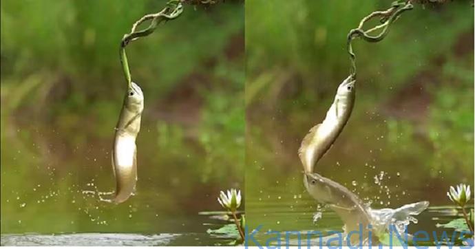 ವೀಡಿಯೊ..| ಮರದ ಕೊಂಬೆಯಲ್ಲಿ ನೇತಾಡುತ್ತಿದ್ದ ಹಾವನ್ನು ನೀರಿನಿಂದ ಜಿಗಿದು ಕಚ್ಚಿ ಹಿಡಿದು ಮೀನು ; ಮತ್ತೊಂದು ಮೀನಿನ ಎಂಟ್ರಿ : ಮುಂದೇನಾಯ್ತು…ಅಚ್ಚರಿ !
