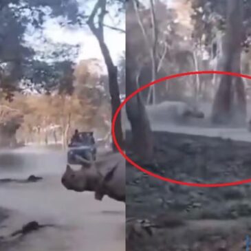 ಮೈ ಜುಂ ಎನ್ನುವ ವೀಡಿಯೊ | ಕಾಜಿರಂಗದಲ್ಲಿ ಸಫಾರಿ ಜೀಪಿನಿಂದ ಘೇಂಡಾಮೃಗದ ಮುಂದೆ ಬಿದ್ದ ತಾಯಿ-ಮಗಳು…