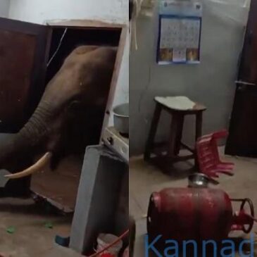 ವೀಡಿಯೊ | ಆಹಾರ ಹುಡುಕಿಕೊಂಡು ಸೀದಾ ಮನೆಗೇ ನುಗ್ಗಿದ ಕಾಡಾನೆ ; ಮುಂದಾಗಿದ್ದೇನೆಂದರೆ….