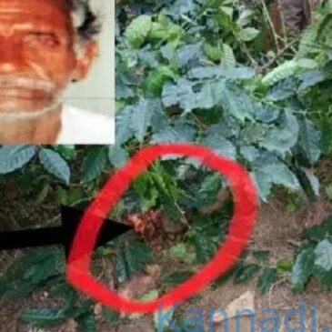 ಹಾಸನ : ಕಾಡಾನೆ ದಾಳಿಗೆ ವೃದ್ಧ ಸಾವು; ಕೊಂದ ನಂತರ ಶವ ಮುಚ್ಚಿಟ್ಟು ಹೋದ ಆನೆ…!
