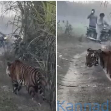 ಮೈ ಜುಂ ಎನ್ನುವ ವೀಡಿಯೊ | ರೈತನಿಗೆ ದಾರಿಯಲ್ಲಿ ಎದುರಾದ ದೈತ್ಯ ಹುಲಿ; ಮುಂದಾಗಿದ್ದು….?
