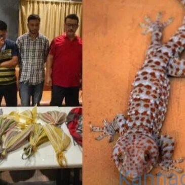 ಅಪರೂಪದ 11 ಹಲ್ಲಿಗಳ ಕಳ್ಳಸಾಗಾಣಿಕೆಗೆ ಯತ್ನಿಸಿ ಸಿಕ್ಕಿಬಿದ್ದ ಗ್ಯಾಂಗ್‌ ; ಒಂದು ಹಲ್ಲಿಗೆ 60 ಲಕ್ಷ ರೂ.ಗಳಂತೆ ಮಾರಾಟಕ್ಕೆ ಯತ್ನ..!