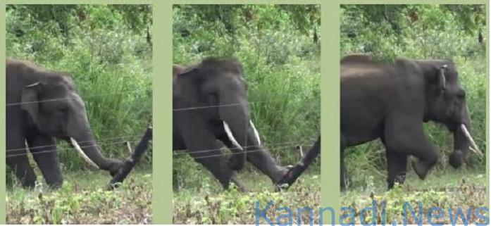 ವೀಡಿಯೊ | ಬುದ್ಧಿವಂತಿಕೆಯಿಂದ ವಿದ್ಯುತ್ ತಂತಿ ಬೇಲಿ ದಾಟಿದ ಆನೆ : ‘ಇದು ಮುಂದಿನ ಹಂತದ ಬುದ್ಧಿಮತ್ತೆ’ ಎಂದ ಇಂಟರ್ನೆಟ್‌-ವೀಕ್ಷಿಸಿ