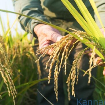 ರೈತರಿಗೆ ಸಿಹಿ ಸುದ್ದಿ ; 14 ಬೆಳೆಗಳ ಕನಿಷ್ಠ ಬೆಂಬಲ ಹೆಚ್ಚಳಕ್ಕೆ ಕೇಂದ್ರ ಸಂಪುಟ ಒಪ್ಪಿಗೆ