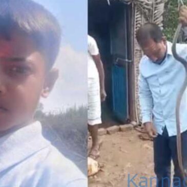 ಬೆಳಗಾವಿ | ಅಪರೂಪದ ಘಟನೆ ; ಮಗನನ್ನು ಕಚ್ಚಿ ಸಾಯಿಸಿದ ಹಾವನ್ನು ಕೊಲ್ಲದೆ ರಕ್ಷಿಸಿ ಕಾಡಿಗೆ ಬಿಟ್ಟು ಬಂದ ಕುಟುಂಬ…!