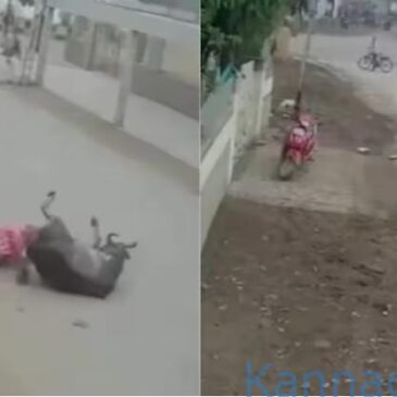 ವೀಡಿಯೊ..| ವ್ಯಕ್ತಿಯನ್ನು ಎತ್ತಿ ನೆಲಕ್ಕೆ ಒಗೆದು, ಎಳೆದಾಡಿ, ತುಳಿದಾಡಿದ ಬೀದಿ ಗೂಳಿ ; ದೃಶ್ಯ ಕ್ಯಾಮೆರಾದಲ್ಲಿ ಸೆರೆ